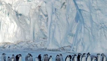 Marching toward extinction?