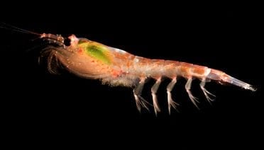 Antarctic krill
