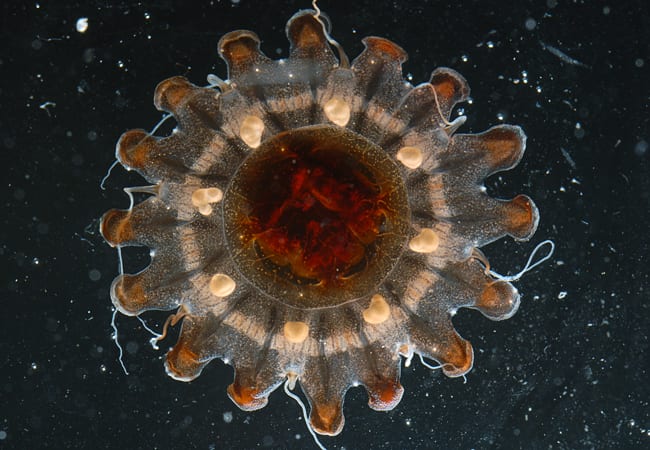 A flash in the gut