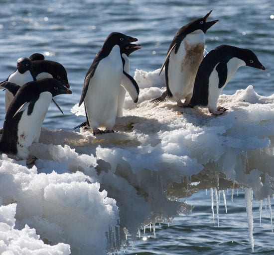 antarctica_adeliepenguins_550_87350.jpg