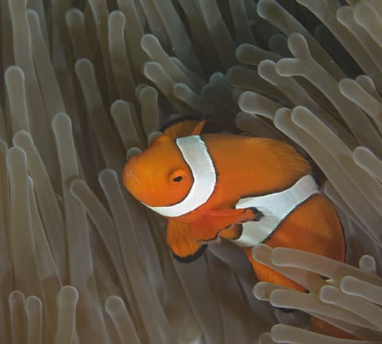 clownfish_550_87948.jpg