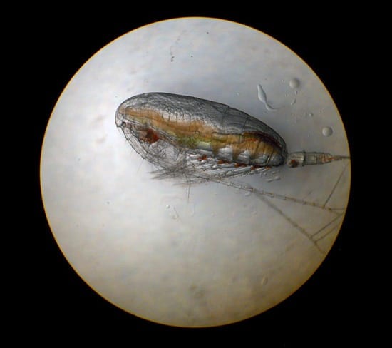 Copepods