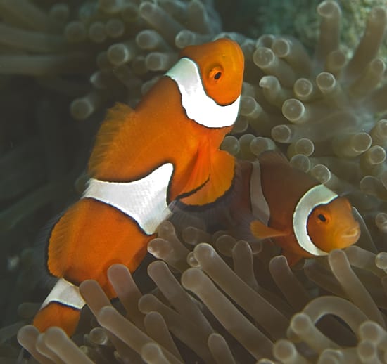 Tracking Nemo and his relatives