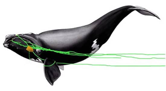 sketch_whale_550_87293.jpg