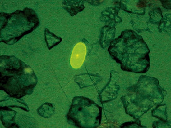 Green seeds, red tide