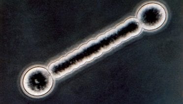 Barbell Bacterium