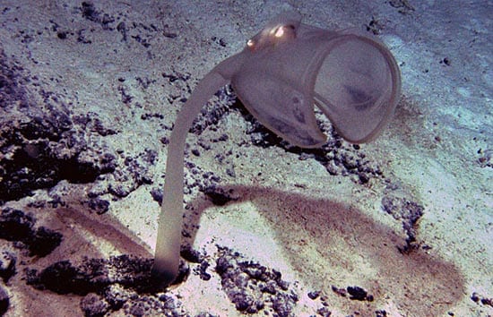 Jason Meets the Carnivorous Sea Squirt