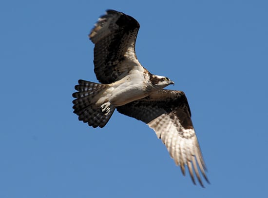 Air fishing