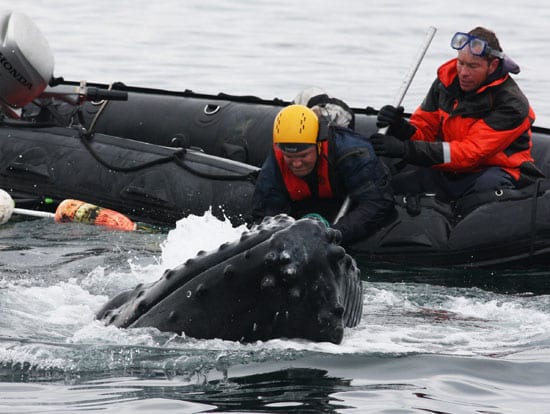 PCCS_whale_89218.jpg