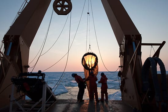 Gone fishing for copepods
