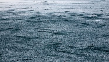 Murres for miles