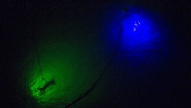 Signals in the dark