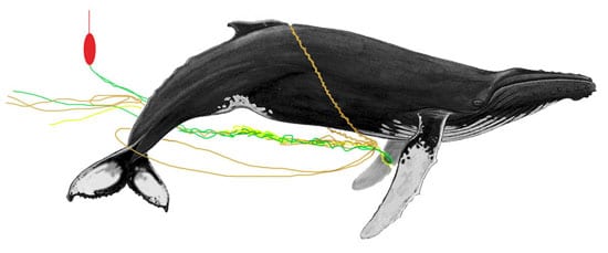 whale1_en_89210.jpg