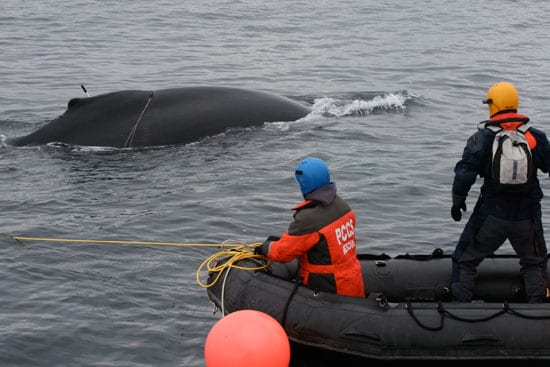 whale2_en_89212.jpg