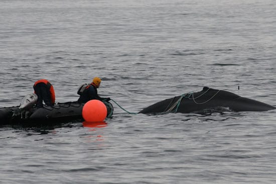whale3_en_89214.jpg