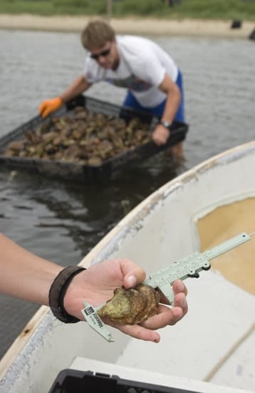 oysters