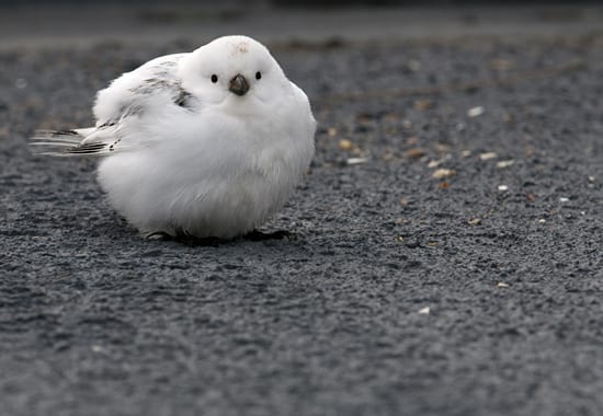 A rare visitor