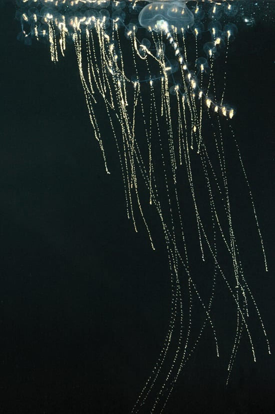 A curtain descends