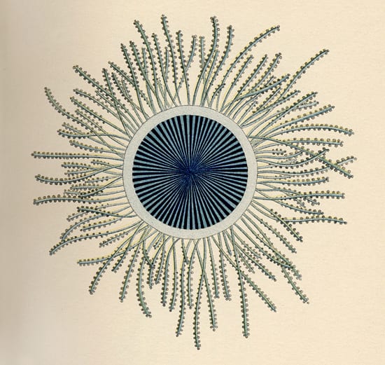 Fragile denizen of the deep