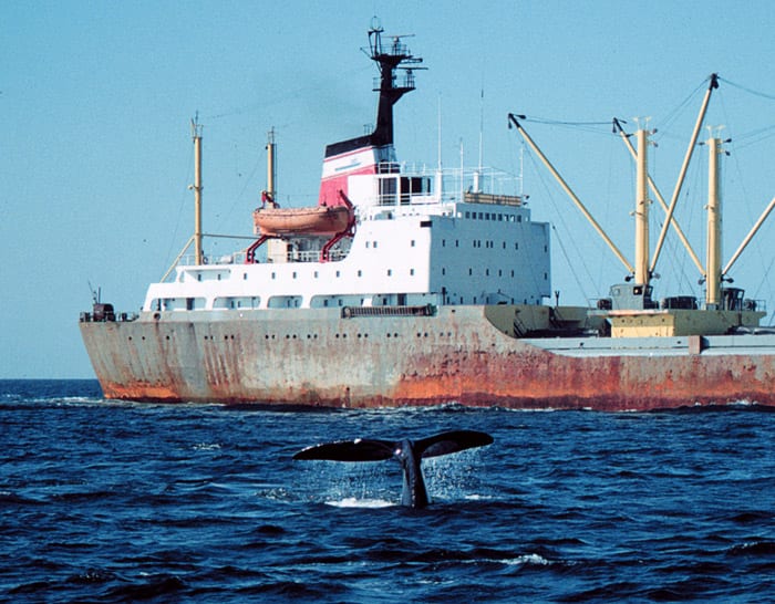 crwhaleandship250_91124.jpg