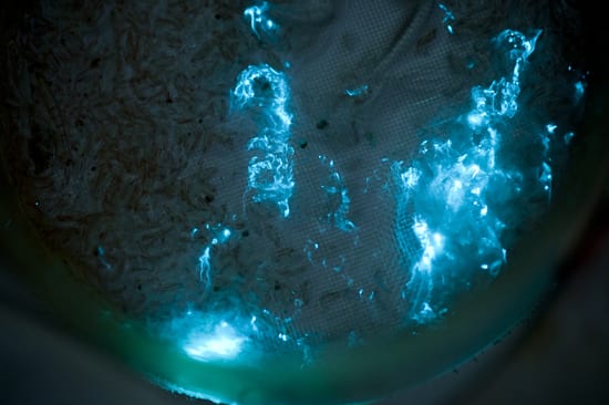 Firefly of the sea