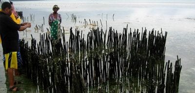 Farming Shellfish in Zanzibar