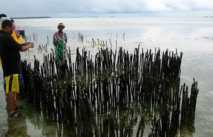 Farming Shellfish in Zanzibar
