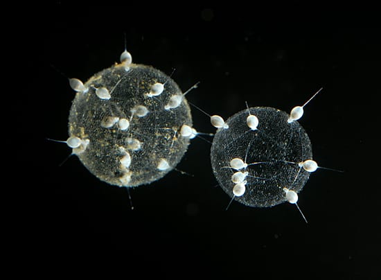 Inner-space colonies