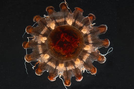 A Flash in the Gut