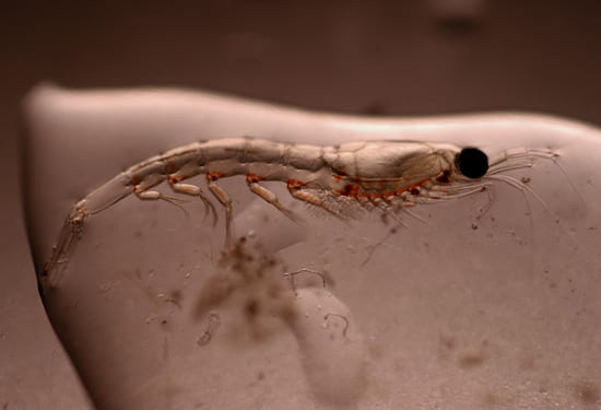 Mighty microorganism