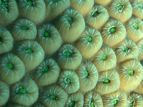 A plethora of polyps