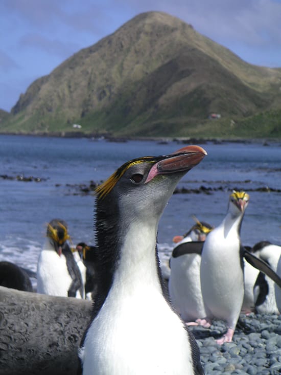 Parading penguins