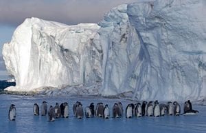 Are Emperor Penguins Marching to Extinction?