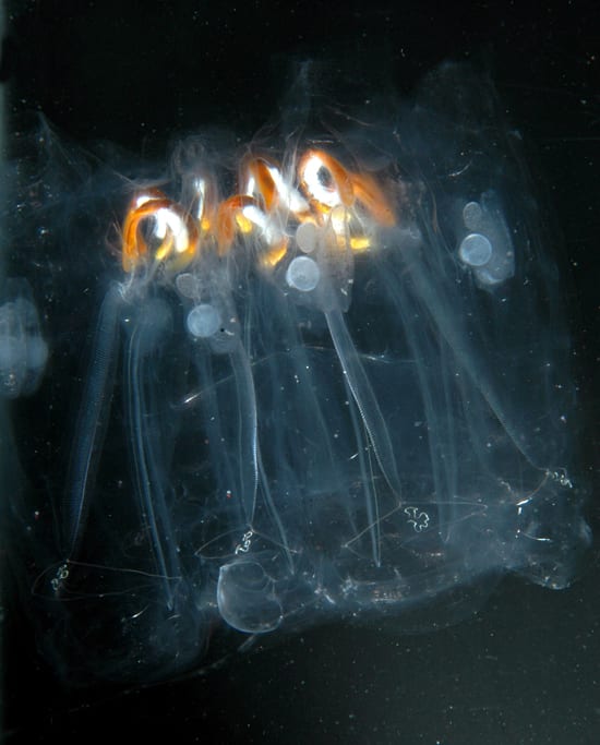 Jelly Ring