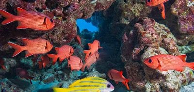 Voyage to the Remote Phoenix Islands