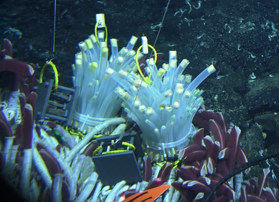 Tubeworms make good real estate
