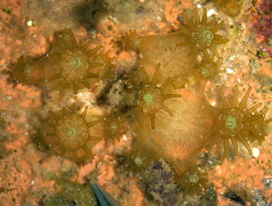 Mustard coral