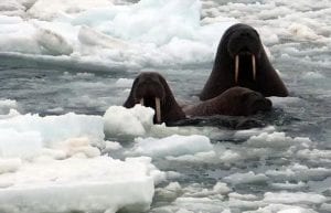 Life in the Arctic ... After Climate Change