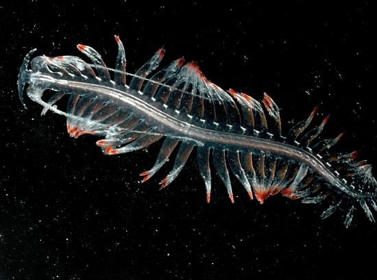 Crystal sea serpent