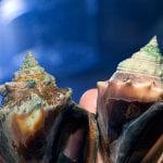 conch250_96653.jpg