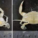 crab250_97011.jpg