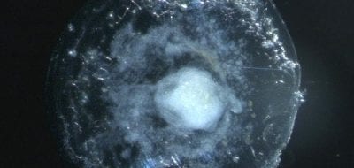 The Mysterious Movements of Deep-Sea Larvae