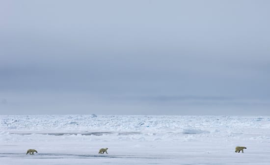 Surviving melting ice