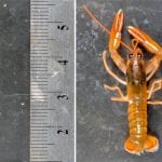 lobster250_97009.jpg