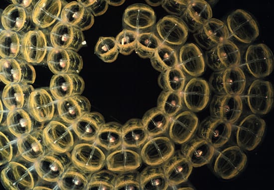 Spiral coil