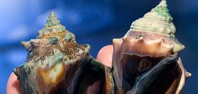 Ocean Acidification: A Risky Shell Game
