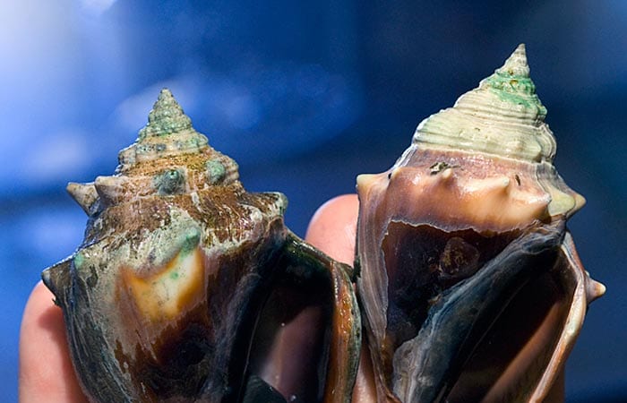 Ocean Acidification: A Risky Shell Game