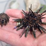 urchin250_96657.jpg