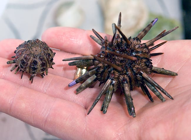 urchin250_96657.jpg