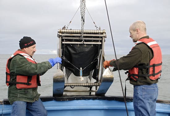 Trawling for krill clues